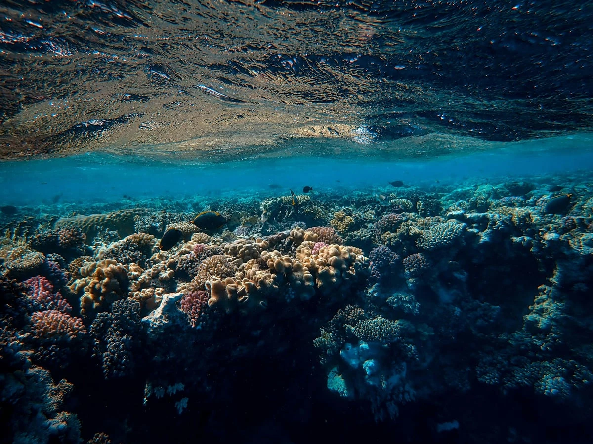 Chumbe Island Coral Park Eco Reserve Tour