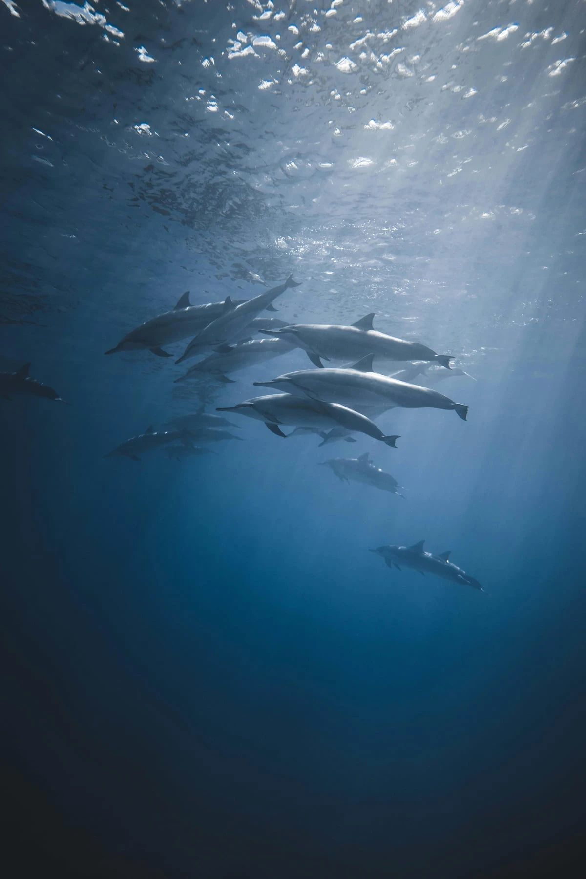 Kizimkazi Dolphin Watching Tour